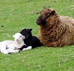 lambs-2006 004