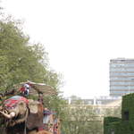 The Elephant