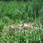 Swan nesting