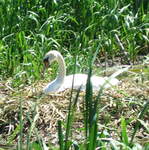 Swan nesting
