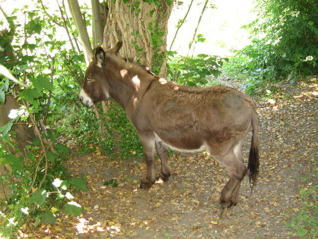 Donkey!