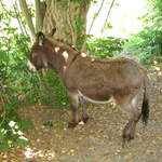 Donkey!