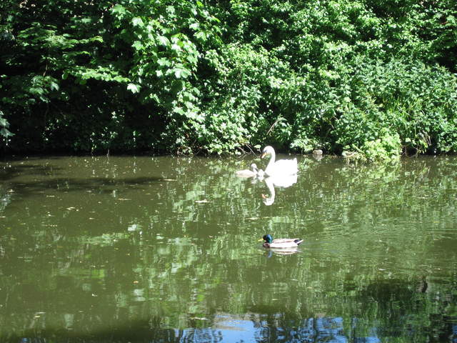 Swan and ducks