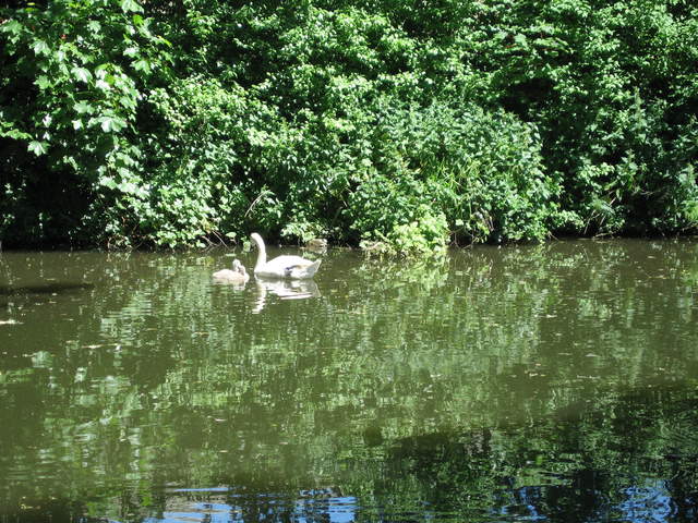 Swan and ducks