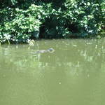 Watford-Apsley Canal