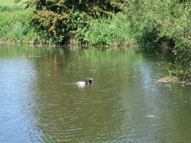 Watford-Apsley Canal