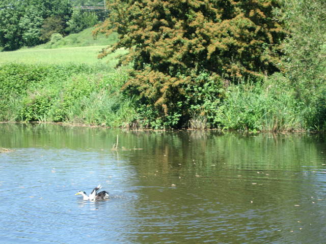 Watford-Apsley Canal
