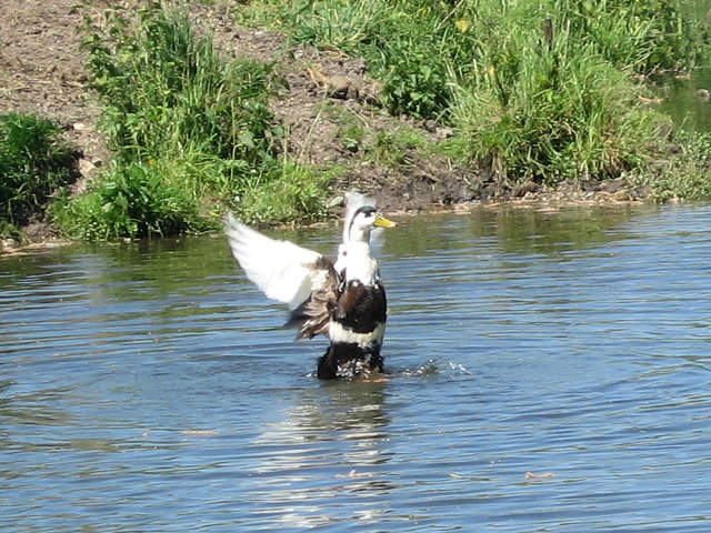 Duck landing in the canal