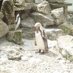 Cotswold 2006 001
