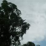 Cotswold 2006 032