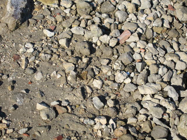 aIMG_0158.JPG