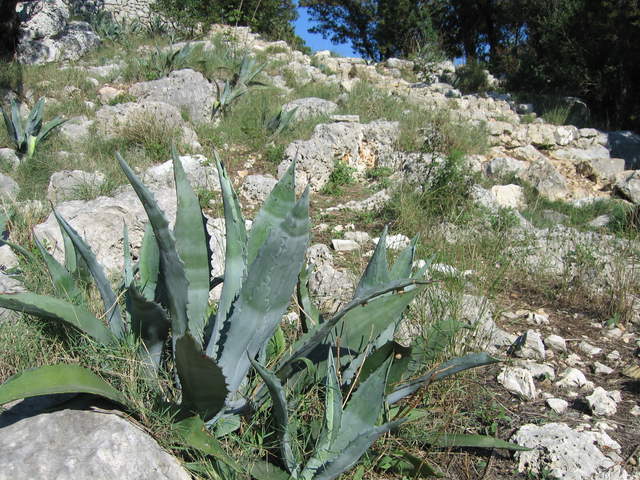 aIMG_0170.JPG