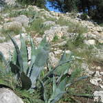 aIMG_0170.JPG