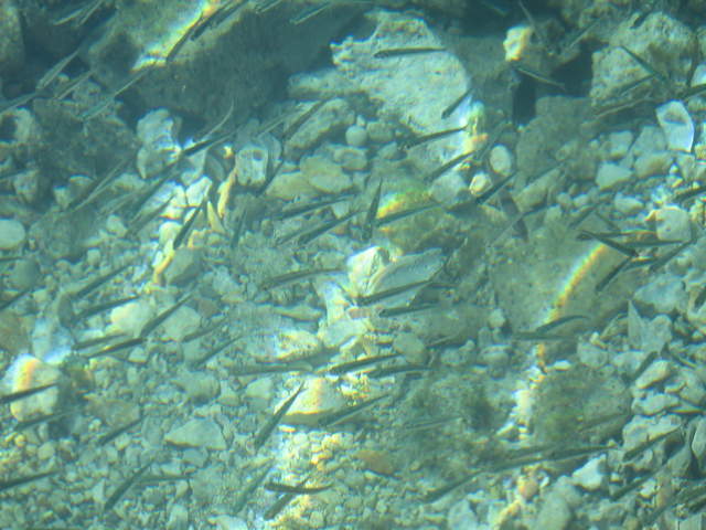 aIMG_0185.JPG