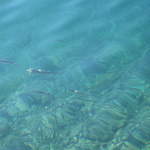 aIMG_0188.JPG