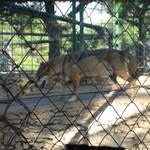 aIMG_0285.JPG