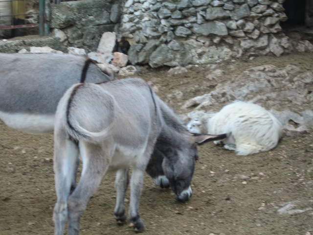 aIMG_0289.JPG
