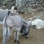 aIMG_0289.JPG