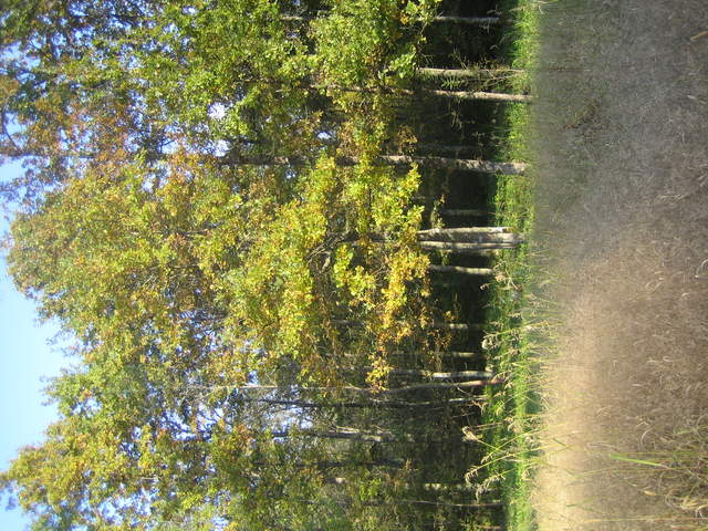 IMG_3271.JPG