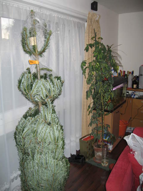 Wrapped christmas tree