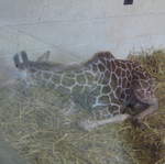 Baby Giraffe
