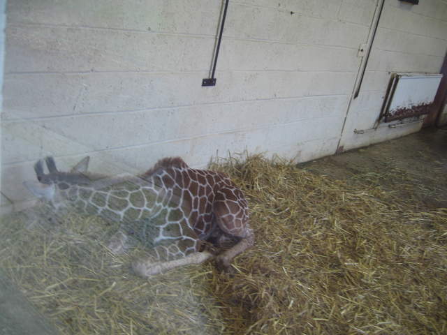 Baby Giraffe