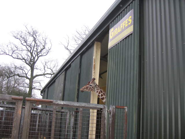 Giraffe Enclosure