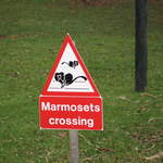 Marmosets Crossing