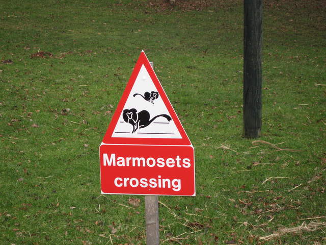 Marmosets Crossing