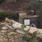 Cold Otters