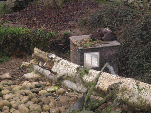 Cold Otters