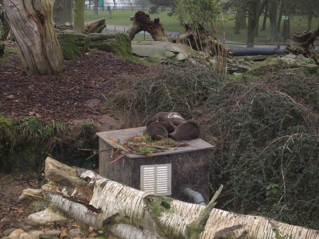 Cold Otters