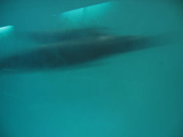 IMG_0151.JPG