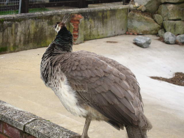 IMG_0126.JPG