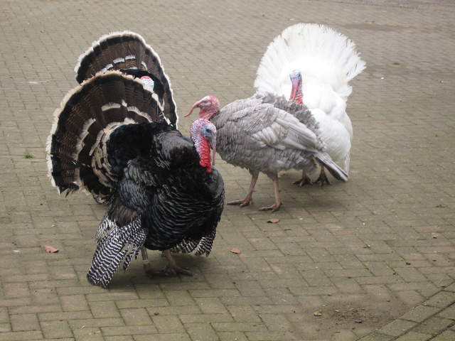 Luckiest Turkeys Alive