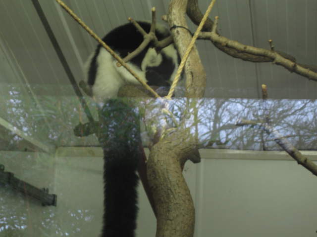 Lemurs