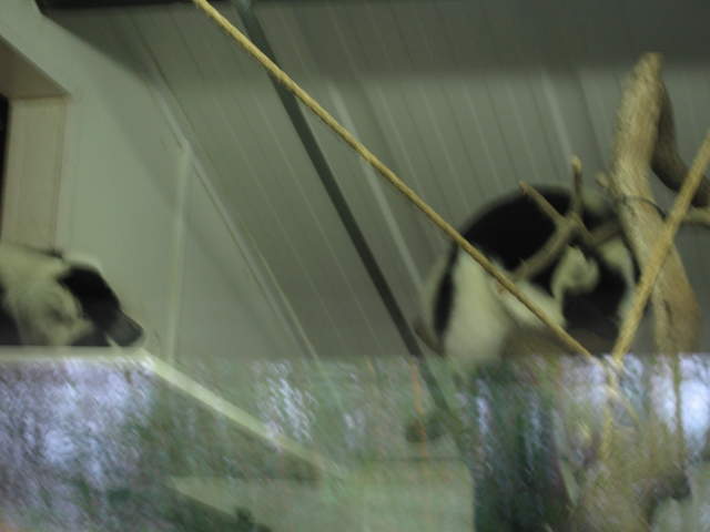 Lemurs