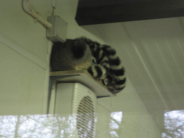 Lemurs