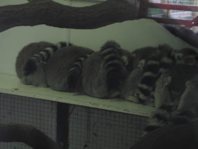 Lemurs