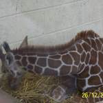 Baby Giraffe