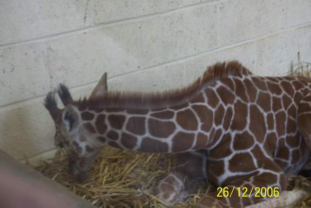 Baby Giraffe