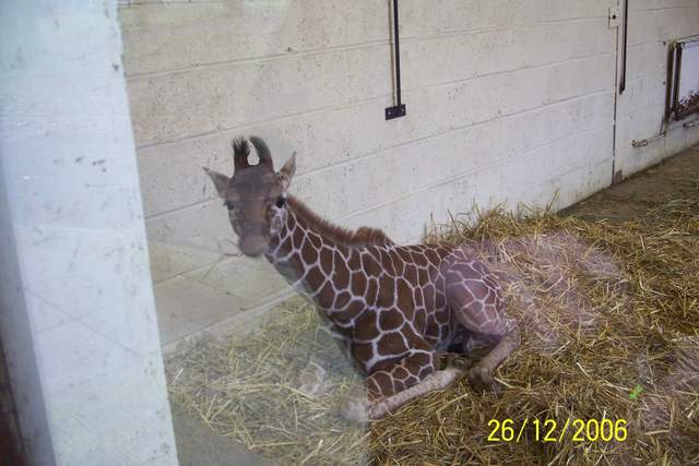 Baby Giraffe