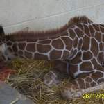 Baby Giraffe
