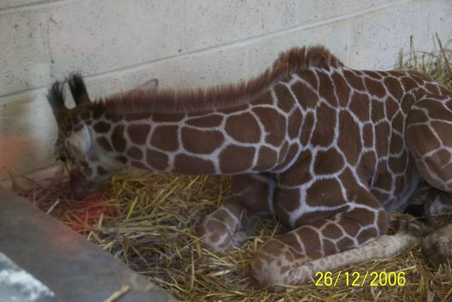 Baby Giraffe