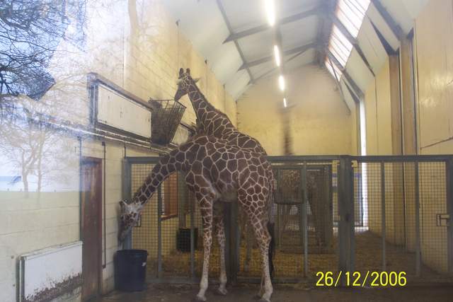 Giraffes