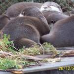 Cold Otters