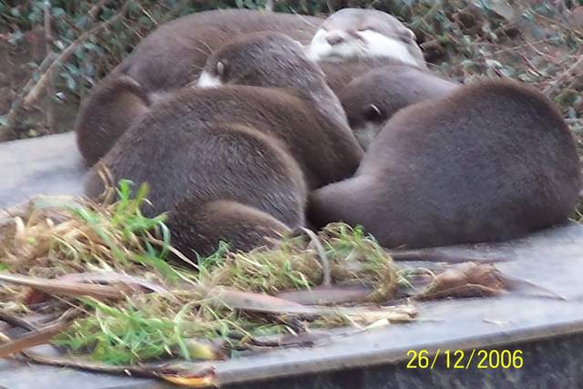Cold Otters
