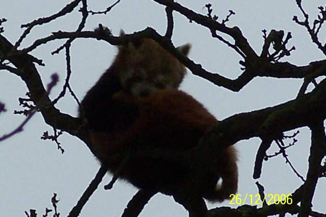 Red Panda