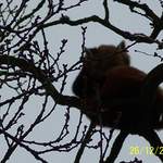 Red Panda