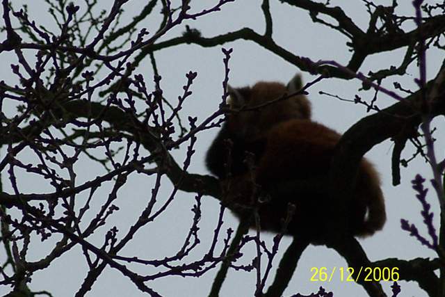 Red Panda